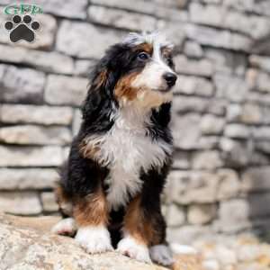 Raven, Bernedoodle Puppy